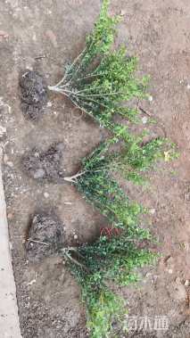 高度45厘米龟甲冬青