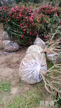 冠幅80厘米茶梅球