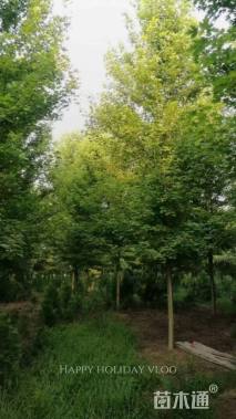 15公分美国红枫