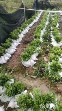 高度25厘米毛鹃小苗