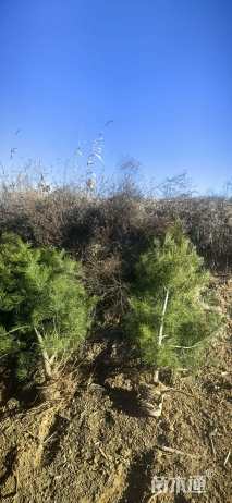 高度150厘米白皮松