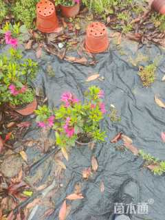 高度40厘米杜鹃