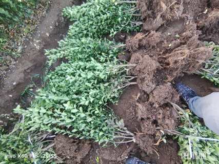 高度100厘米大叶黄杨