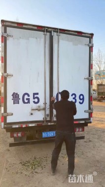 高度15厘米孔雀草