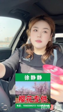 10公分美利坚樱