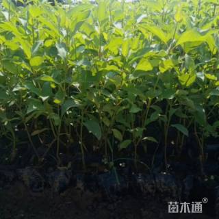 高度60厘米红王子锦带