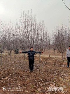 8公分北美海棠
