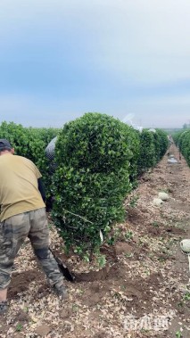 冠幅150厘米大叶黄杨球