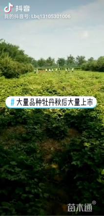 高度40厘米牡丹