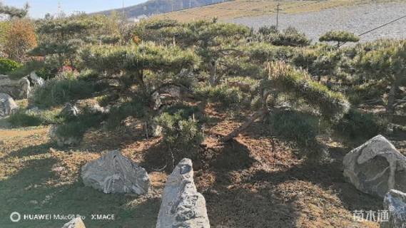 30公分造型油松