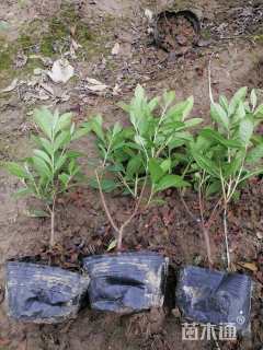 高度10厘米毛鹃