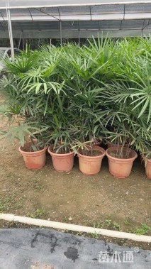 裸干高1厘米棕竹