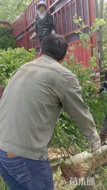 180厘米藤本月季