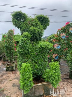 5公分造型三角梅