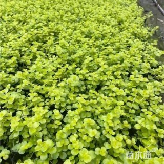 高度25厘米金钱草