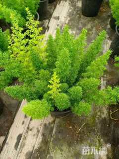 高度30厘米狐尾天门冬