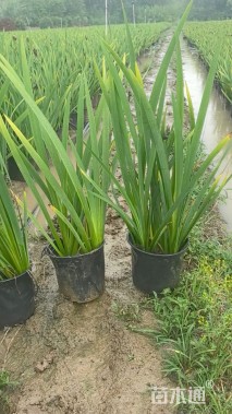 高度30厘米水生鸢尾