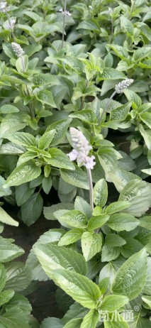 高度20厘米鼠尾草