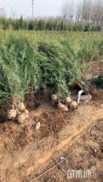 高度80厘米侧柏