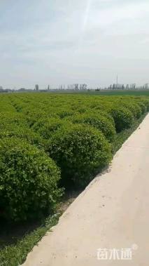 120厘米扶芳藤球