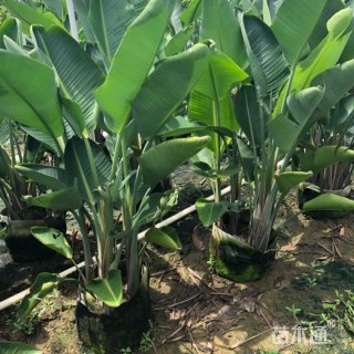 高度80厘米鹤望兰