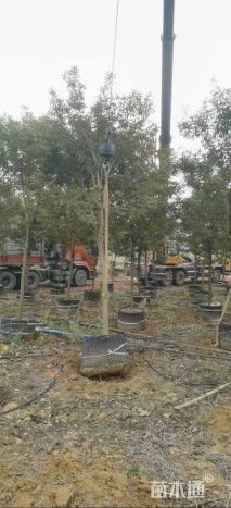 5公分紫花风铃木