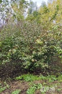 高度150厘米南天竹