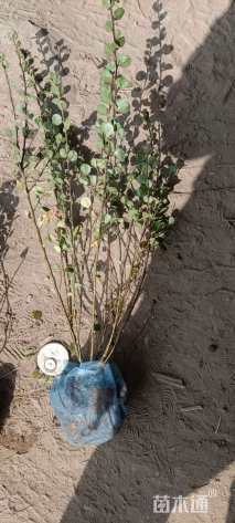 高度50厘米平枝栒子