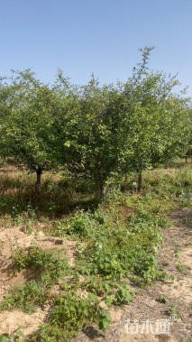 12公分垂丝海棠