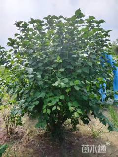 高度200厘米丛生紫丁香