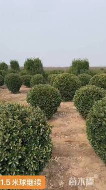 冠幅200厘米大叶黄杨球