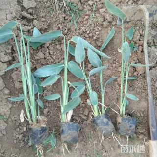 高度30厘米再力花