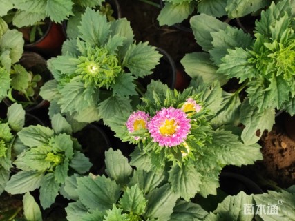 高度20厘米翠菊