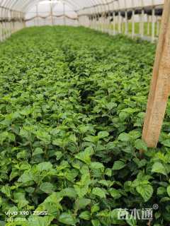 高度35厘米扶桑