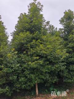 14公分金丝楠木