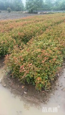 0.5公分红叶石楠