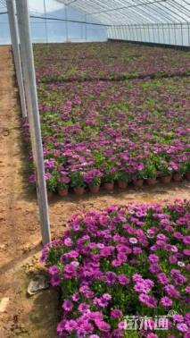 高度25厘米南非万寿菊