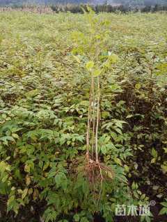 高度100厘米黄柏小苗