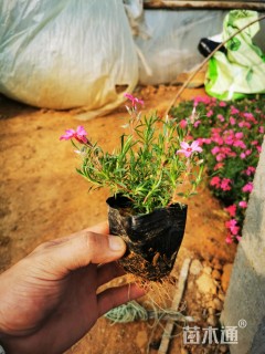 高度15厘米宿根植物-->丛生福禄考