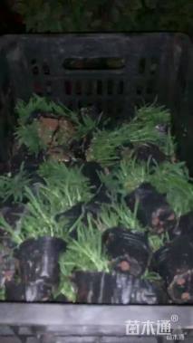 高度30厘米常夏石竹