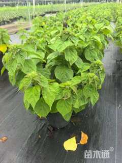 高度30厘米芙蓉葵