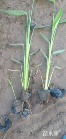 高度30厘米再力花