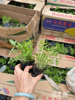 高度15厘米千屈菜