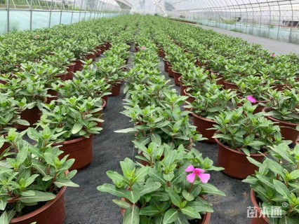 高度20厘米长春花