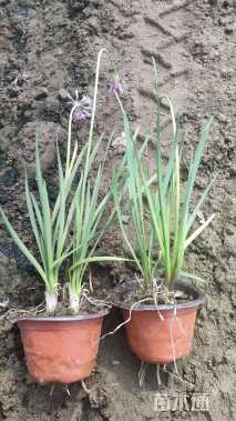 高度25厘米紫娇花