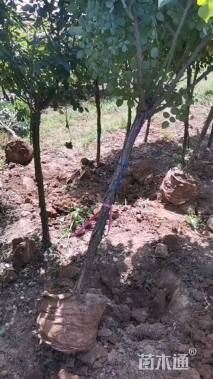 高度180厘米高杆月季