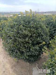 冠幅50厘米龙柏球