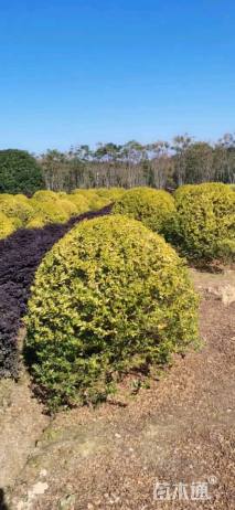 冠幅120厘米金冠女贞球