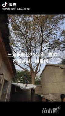 35公分三角枫
