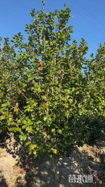 高度250厘米茶花